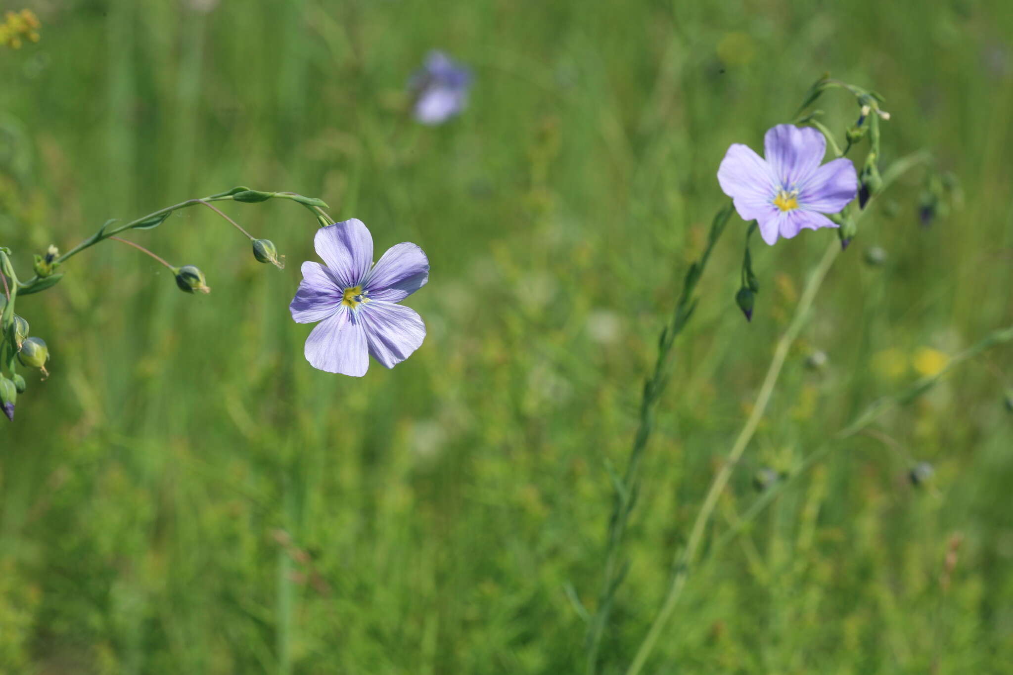 Linum amurense Alef. resmi