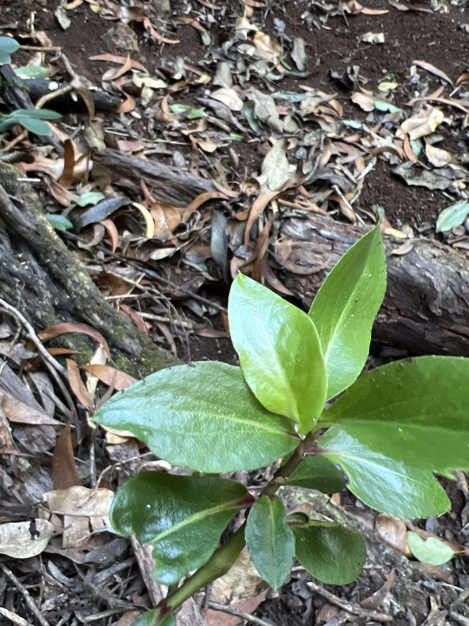 صورة Dubautia latifolia (A. Gray) Keck