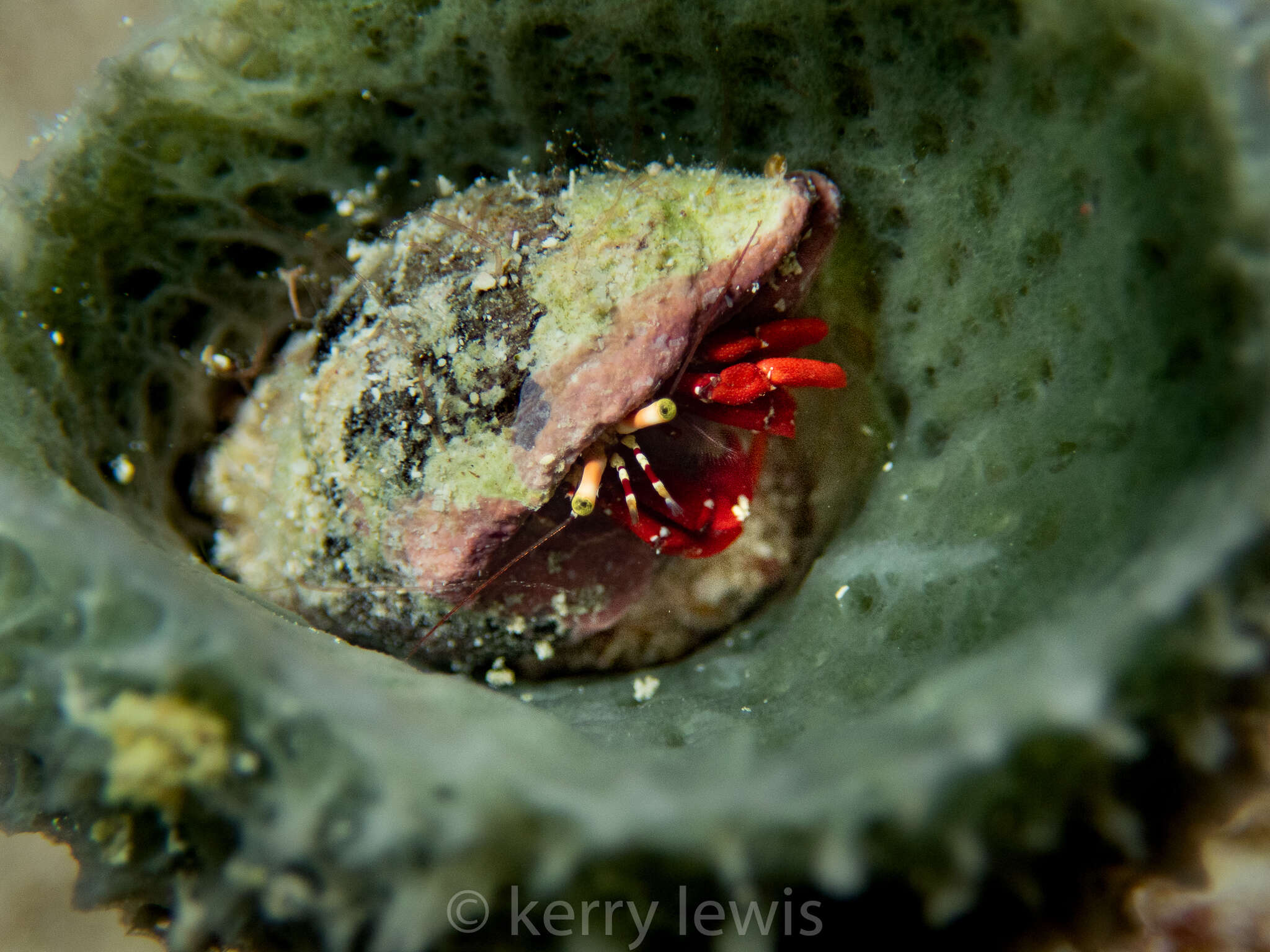 Image of red reef hermit crab