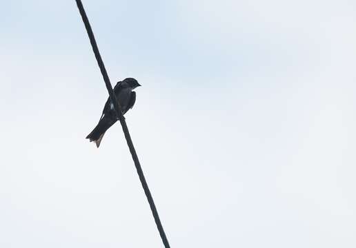 Image of White-thighed Swallow