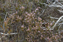 Image of Andersonia parvifolia R. Br.