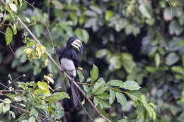 Lophoceros fasciatus semifasciatus (Hartlaub 1855) resmi