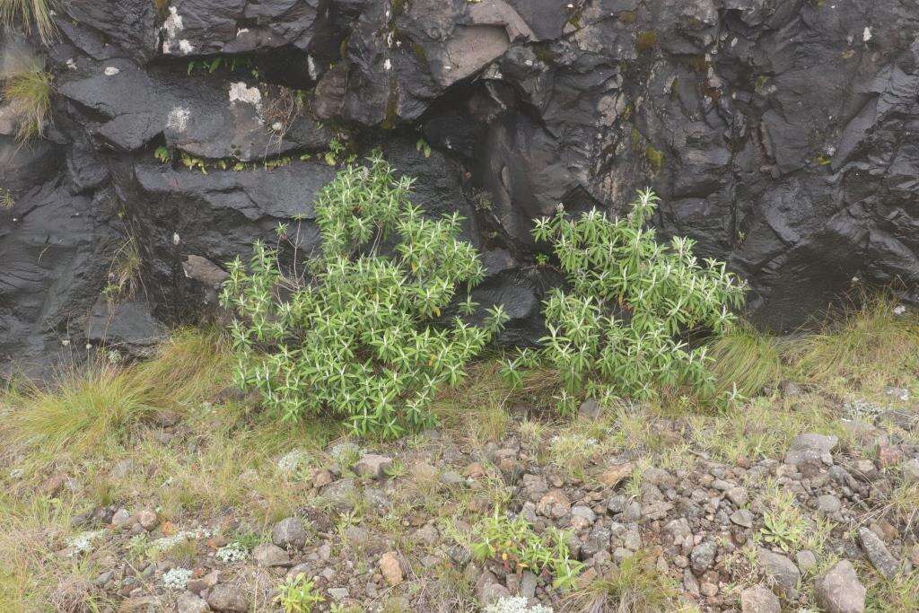 Image of Buddleja loricata Leeuwenberg