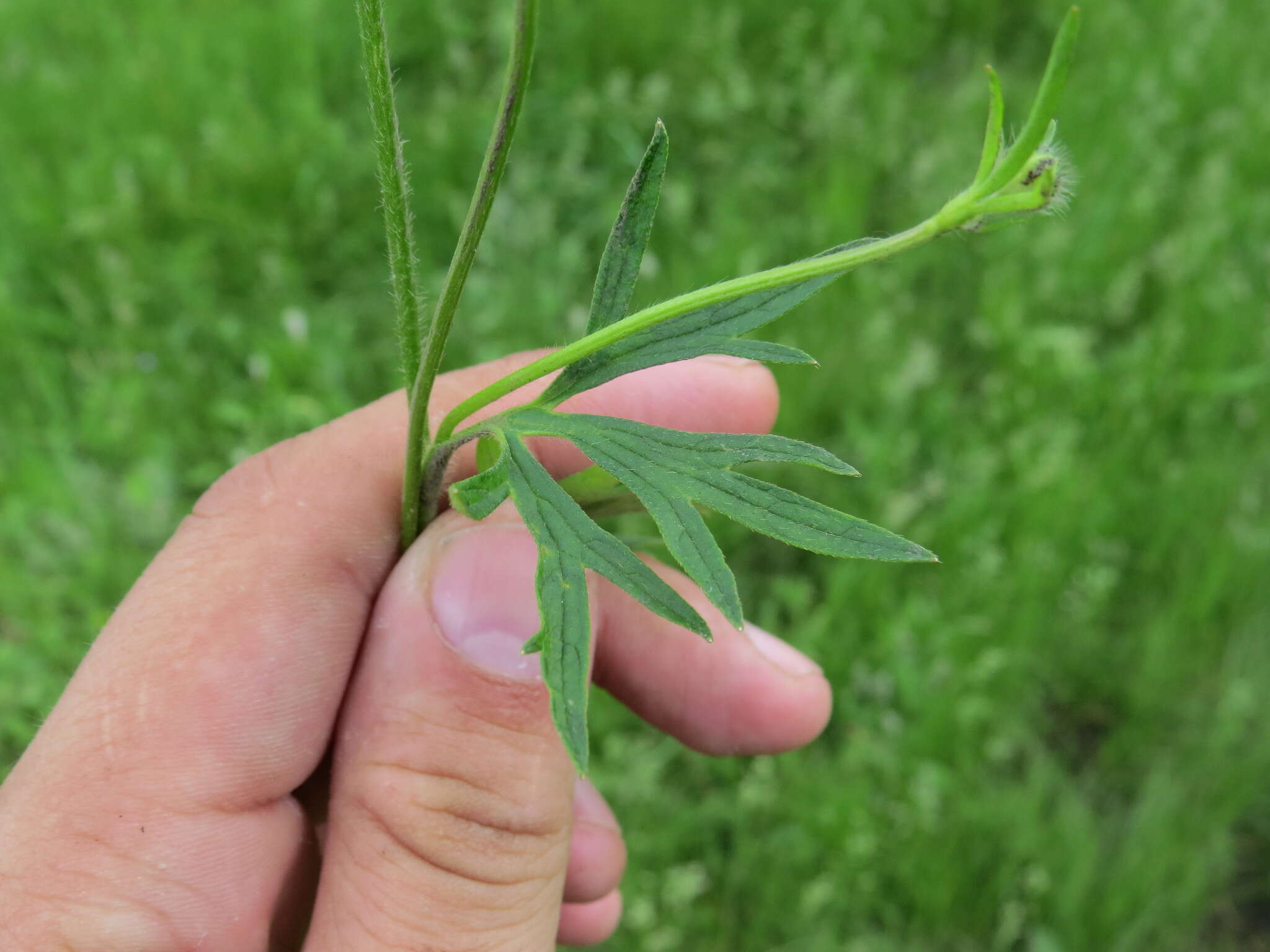 Image of Ranunculus polyanthemos L.