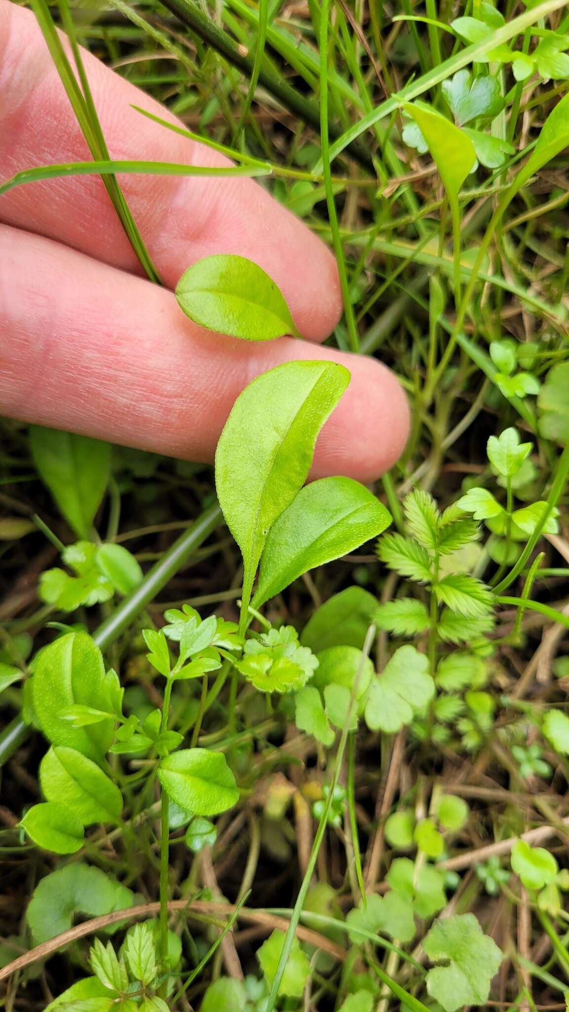 Image of Myosotis tenericaulis Petrie.