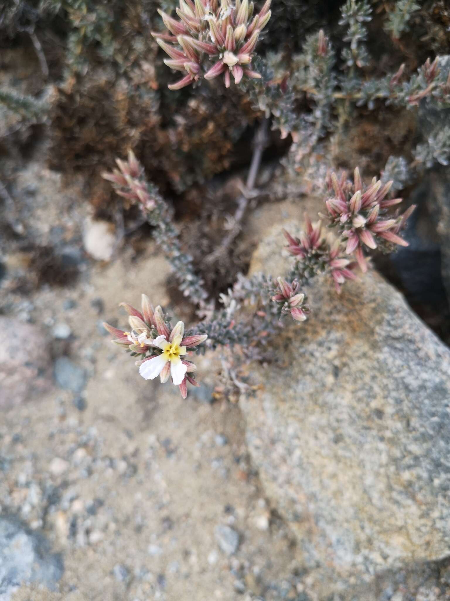 Image of Frankenia chilensis Presl