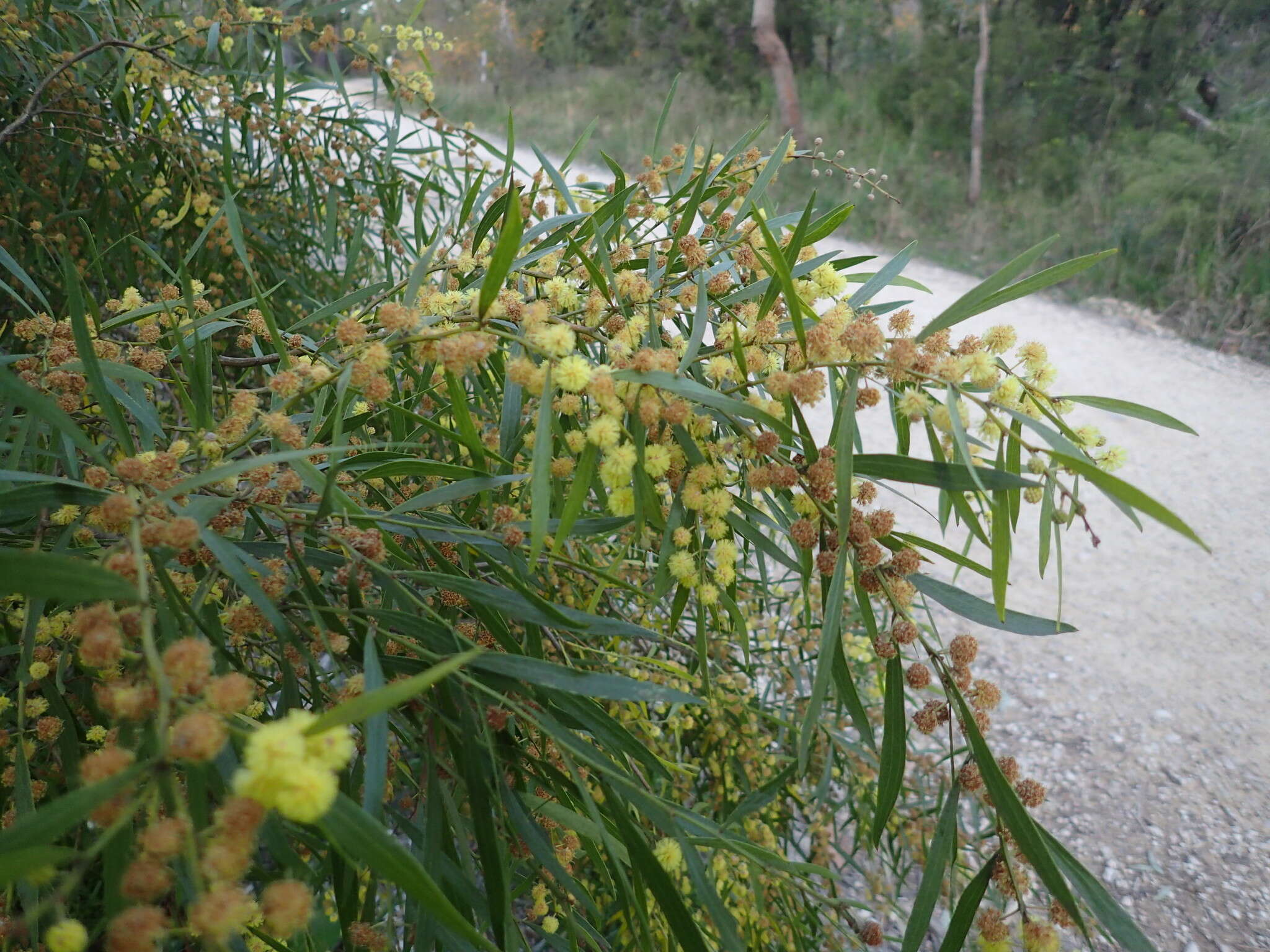 Image of Acacia verniciflua A. Cunn.