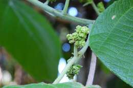 Image de Macaranga involucrata var. mallotoides (F. Muell.) L. M. Perry