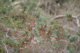 Image of Grevillea dimorpha F. Müll.