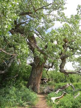 Image of plains cottonwood