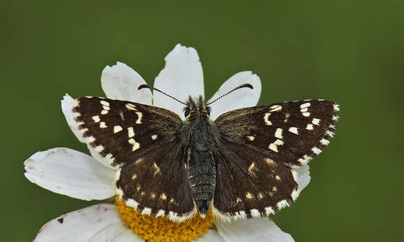 Image of Pyrgus melotis Duponchel 1832