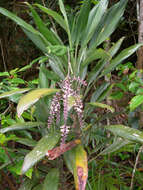 Image of Cordyline cannifolia R. Br.