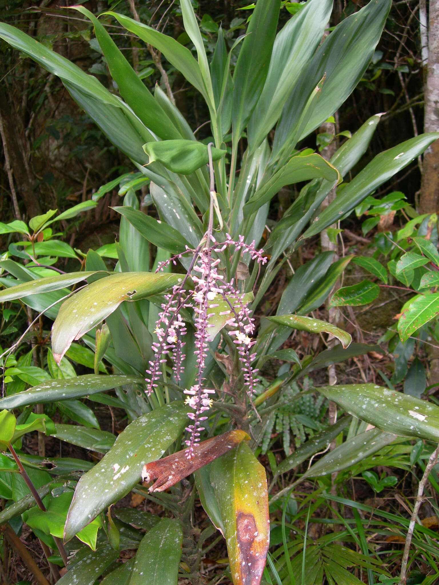 Image of Cordyline cannifolia R. Br.