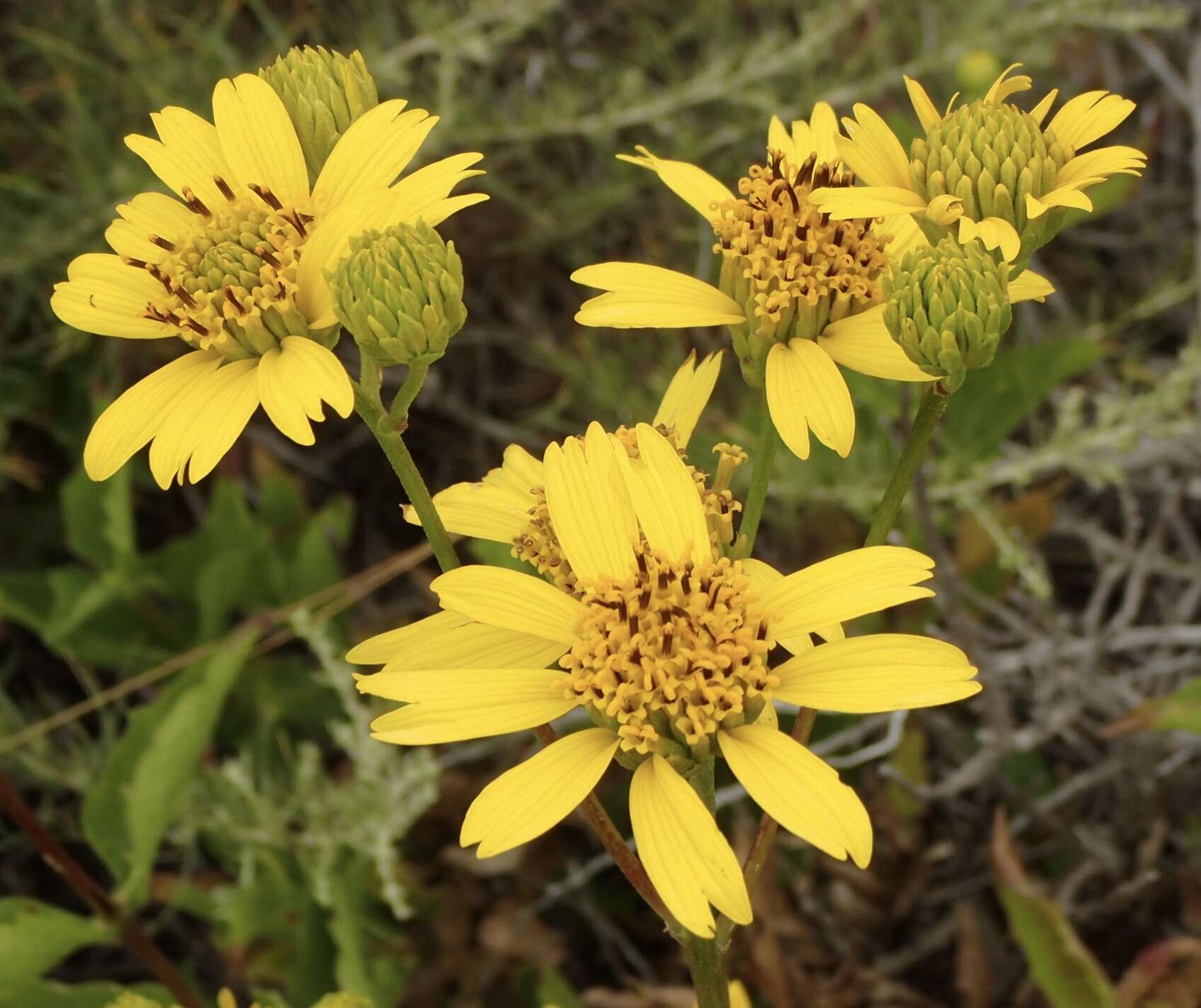 Image of bigleaf crownbeard