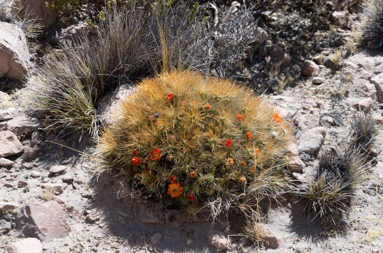 Image of Cumulopuntia glomerata