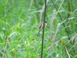 Image of White-throated Flycatcher