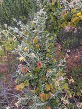 Image of Bulnesia chilensis C. Gay