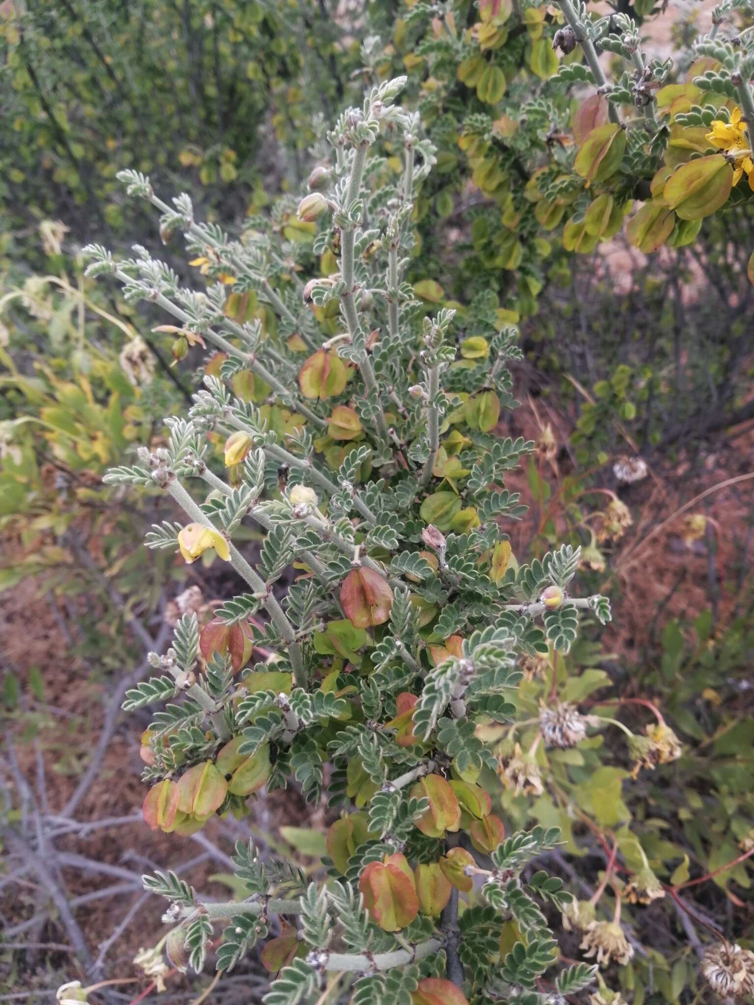 Sivun Bulnesia chilensis C. Gay kuva