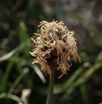 Image of short-hair cottongrass