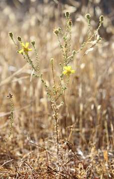 Image of San Joaquin tarweed