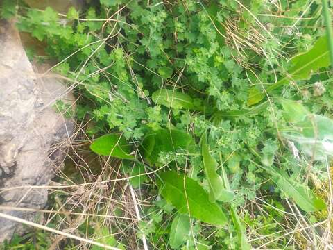 Image of Campanula arvatica Lag.