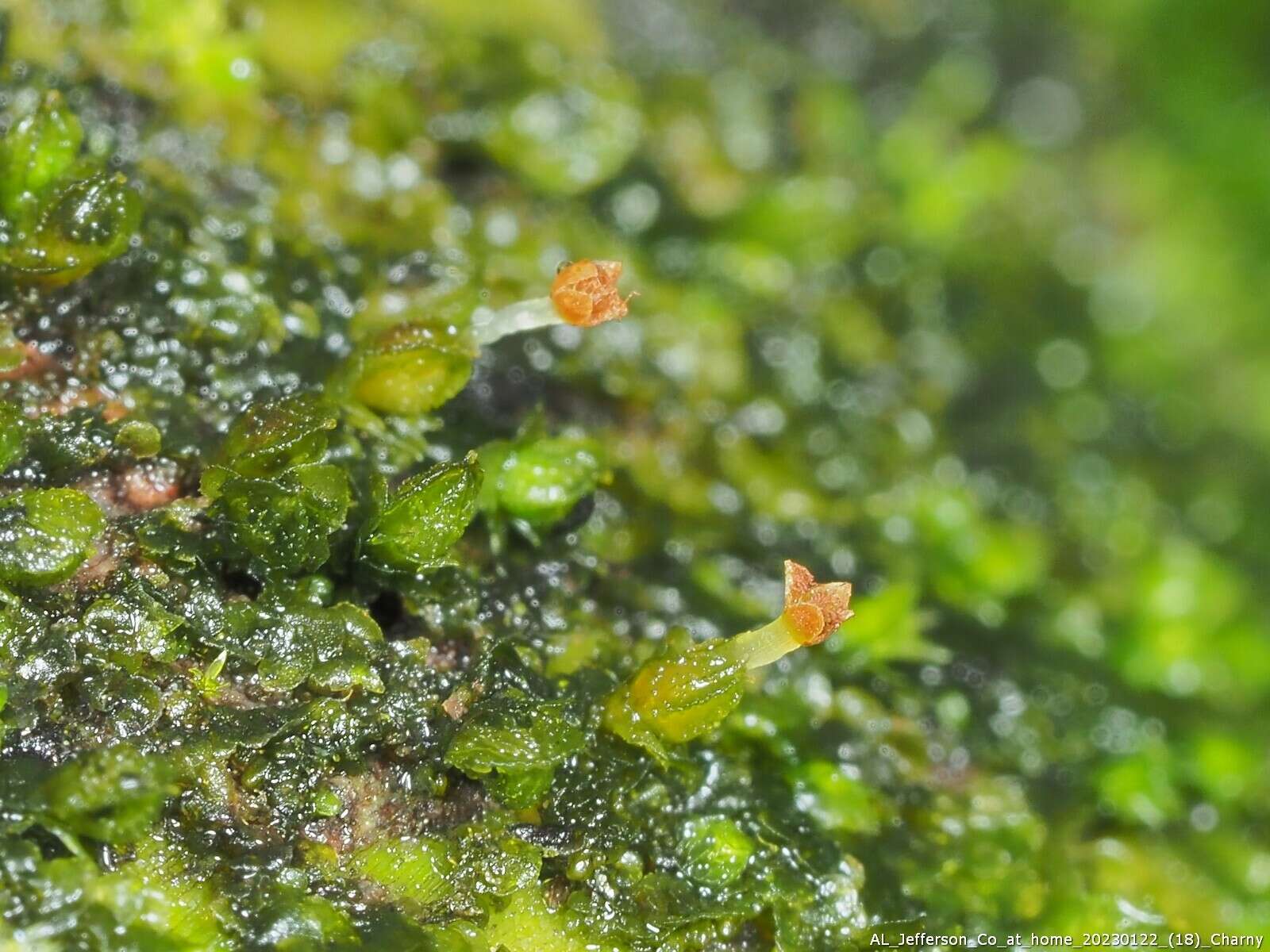 Image of Frullania virginica Lehm.