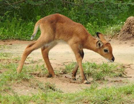 Image of Uganda Kob