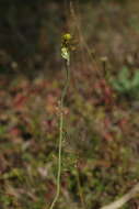 Image of Papaver chakassicum G. A. Peschkova