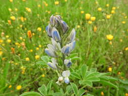 Image de Lupinus albus L.