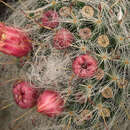 Image of Mammillaria bocasana subsp. bocasana