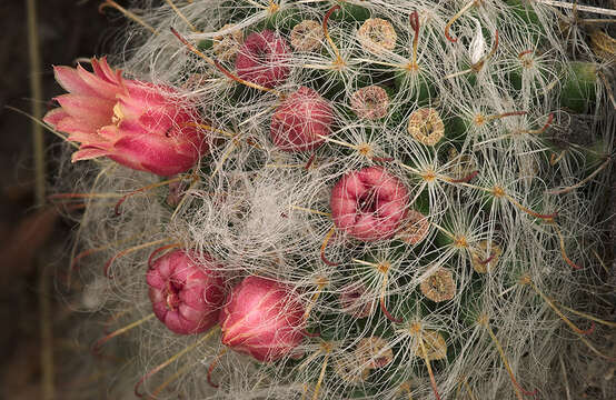Image of Mammillaria bocasana subsp. bocasana