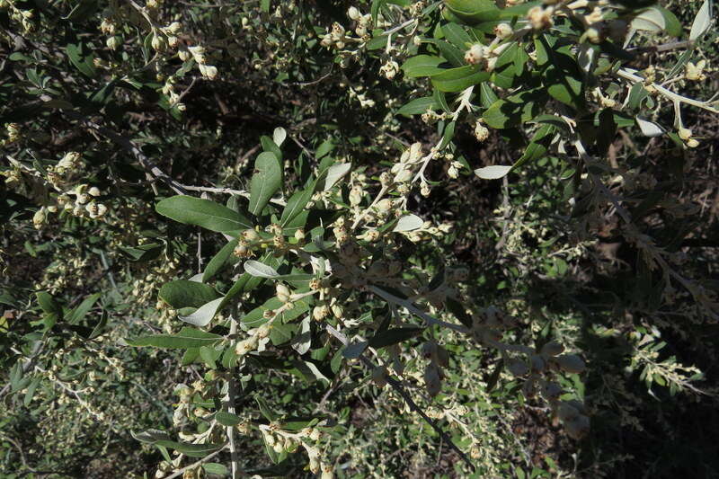 Image of Camphor bush