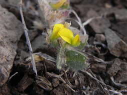 Image of Crotalaria hebecarpa (DC.) Rudd