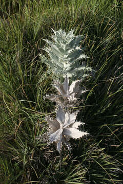 Image of Chamaeleon macrophyllus (Desf.) D. Petit