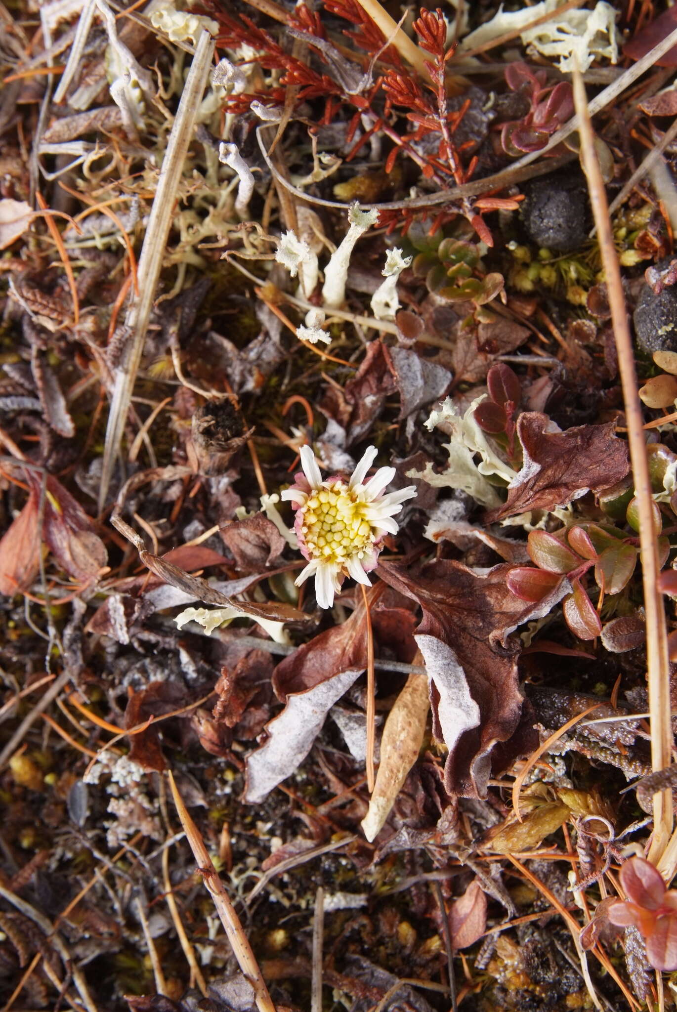 Plancia ëd Endocellion sibiricum (J. F. Gmel.) Toman