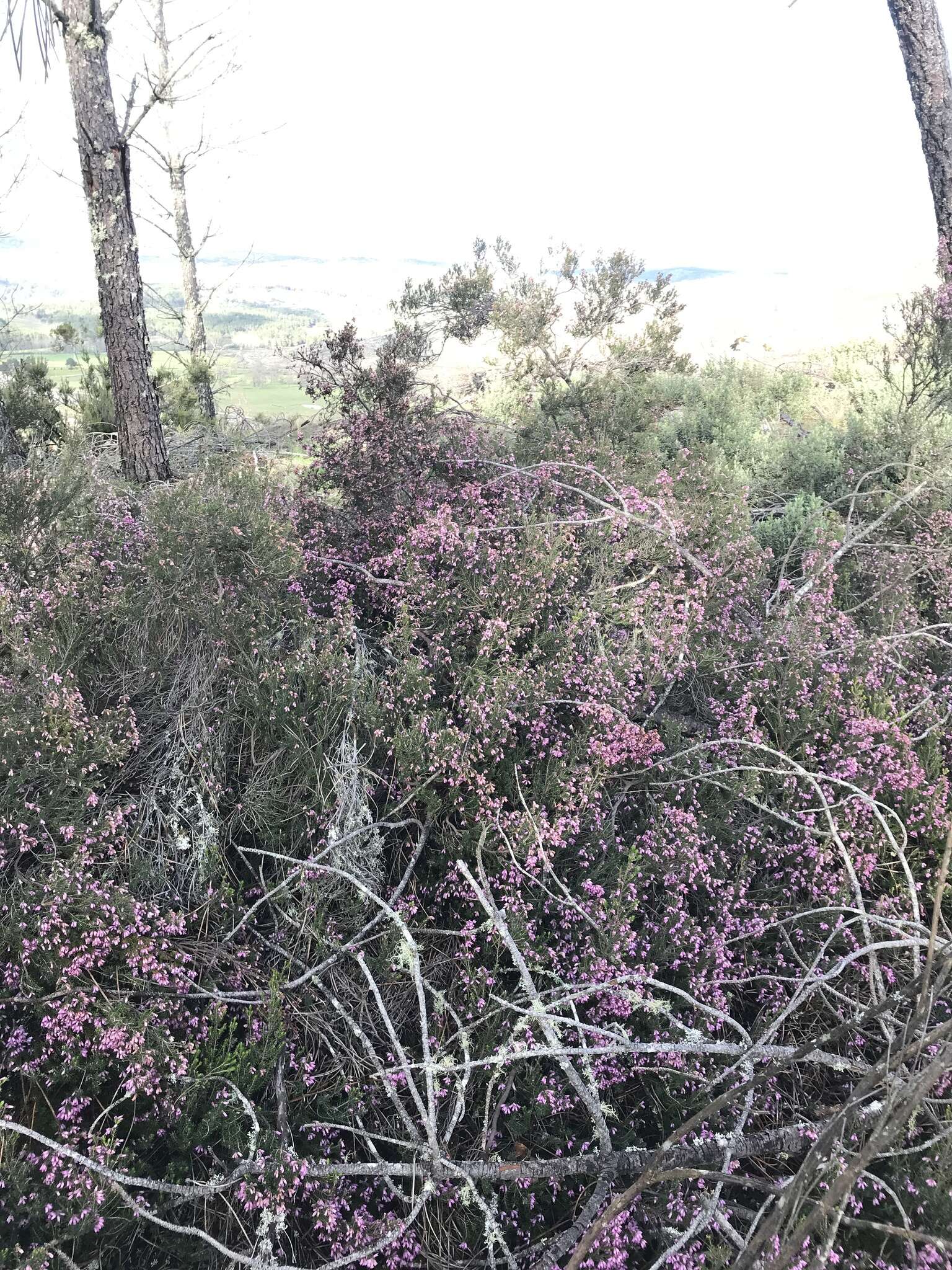 Image of Erica australis L.