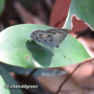 Image of Acytolepis puspa gisca (Fruhstorfer 1910)