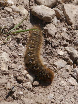 Image of oak eggar