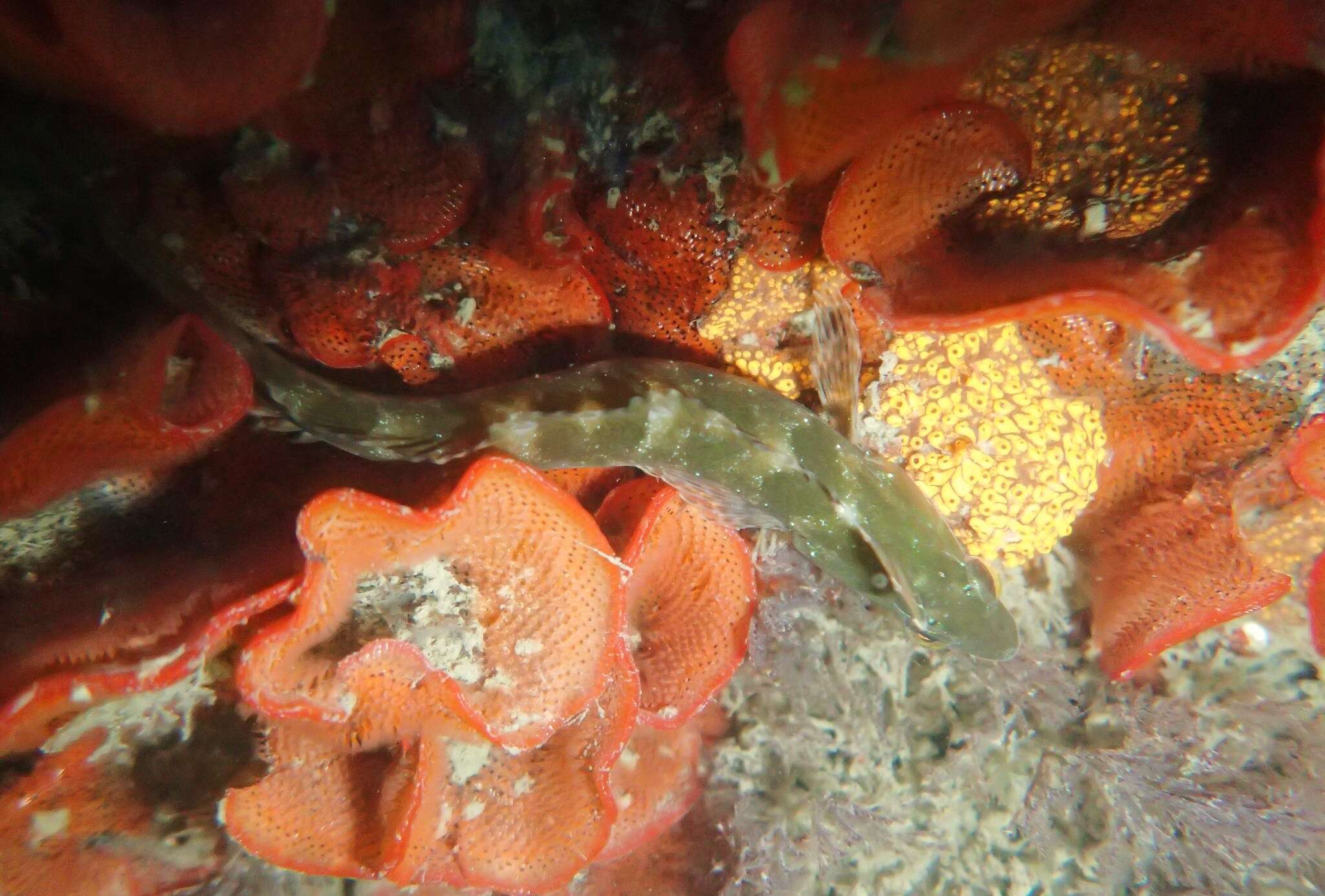 Image of Striped Kelpfish