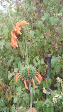 Image of Christmas candlestick