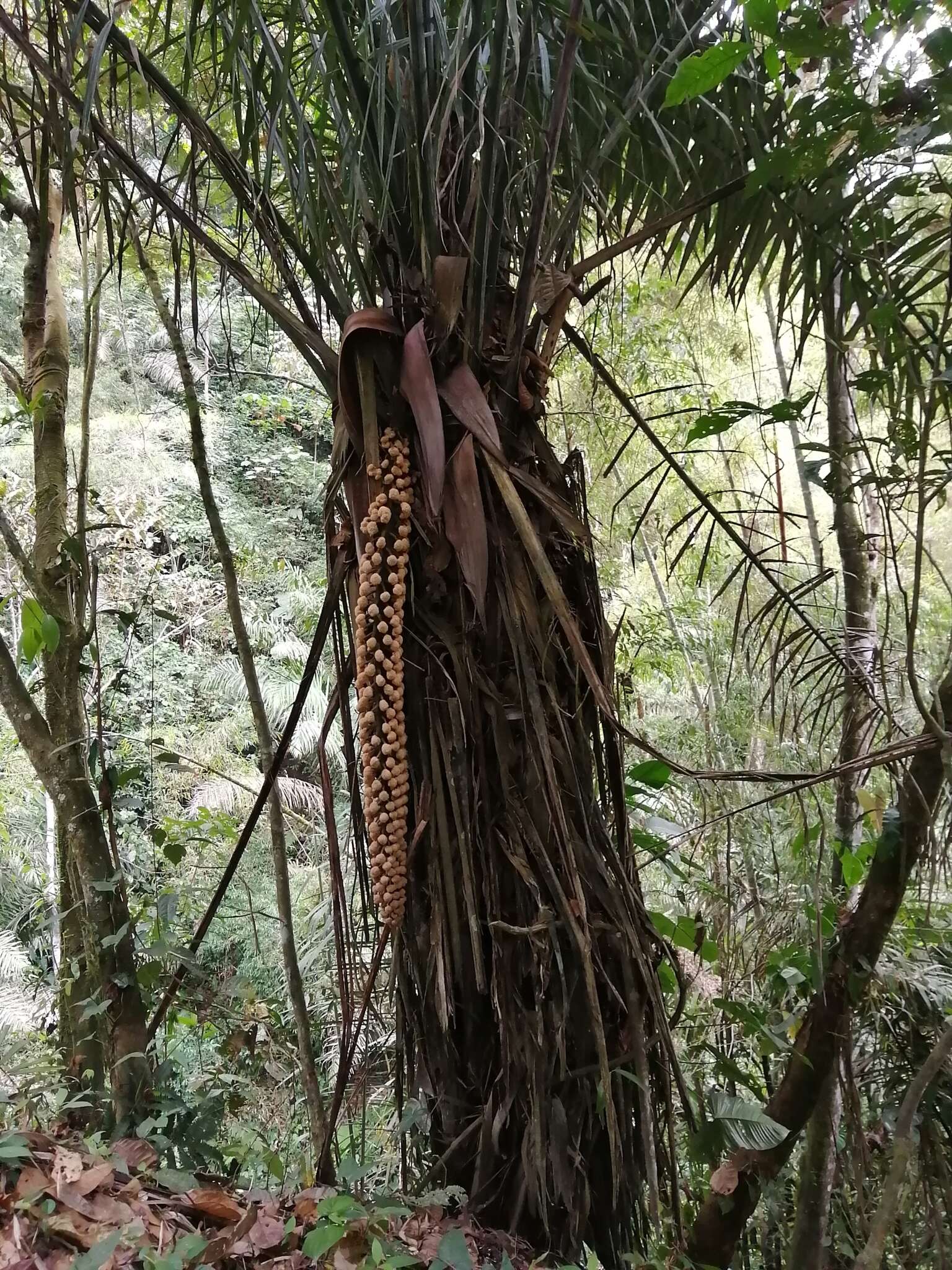 Sivun Phytelephas aequatorialis Spruce kuva