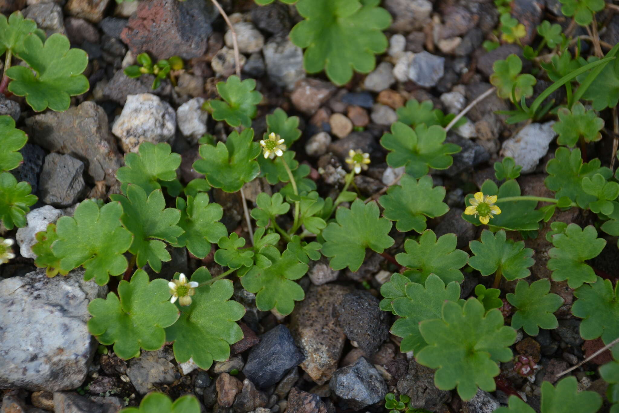 Image of Porsild's Pseudosaxifrage