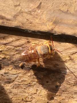 Image de Icteranthidium ferrugineum (Fabricius 1787)