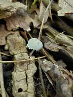 Image of Cystolepiota seminuda (Lasch) Bon 1976