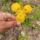 Calochortus balsensis García-Mend. resmi