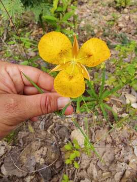 Image of Calochortus balsensis García-Mend.