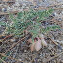 Image of Astragalus circumdatus Greene