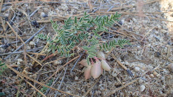 Image of Astragalus circumdatus Greene