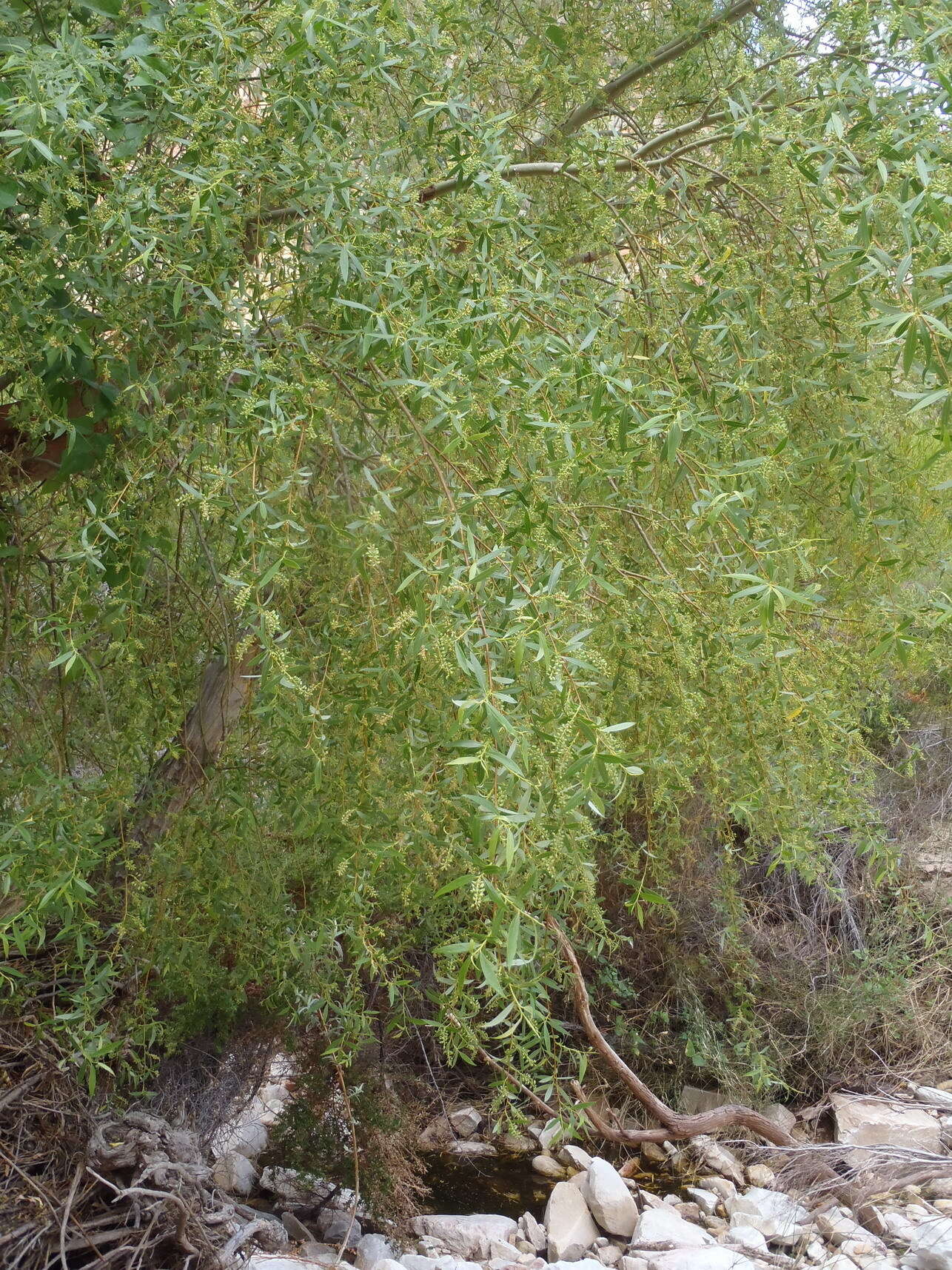 Image of Salix mucronata subsp. mucronata