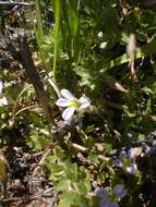 Image of Lobelia thermalis Thunb.